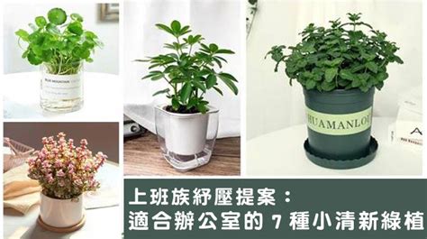 辦公桌植物|辦公室植物養護全攻略